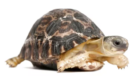 Tortuga permaneció 30 años abandonada en un depósito la habían dado por muerta