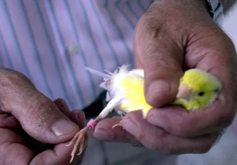 500 canarios compiten en un concurso de belleza para pájaros