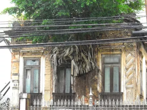 Árbol con raíces aferradas al tejado de una casa continua floreciendo 