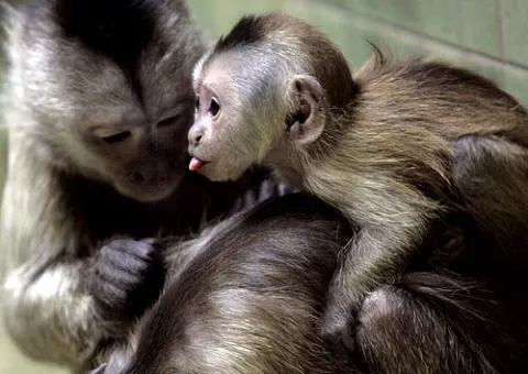 Monos también tienen "crisis de la madurez