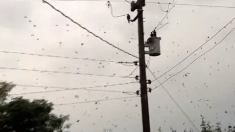 Lluvia de arañas invade poblado brasileño de Sao Antonio (ver video)