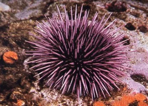 El erizo de mar revela cómo capturar CO2 y convertirlo en algo útil