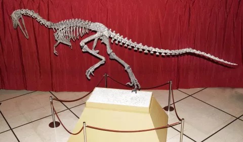 Exhiben al "Austroraptor", dinosaurio de la Patagonia