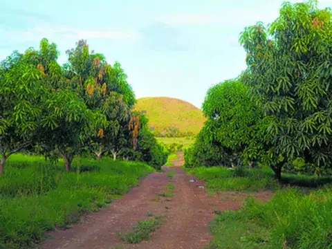 La historia de un árbol cuya fruta conquistó los mercados de Estados Unidos, Europa y Latinoamérica 