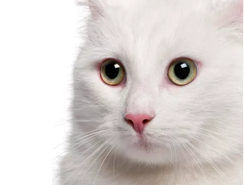 Un gato intentaba meter celular y pequeñas sierras en cárcel