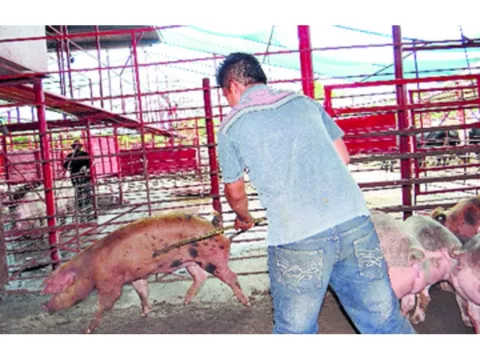 Fomentan cultivo de tubérculos y cría de puercos 