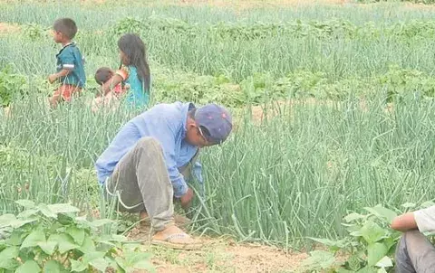 Niños entierran su inocencia en duras faenas agrícolas 