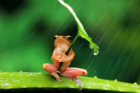 Captan en fotos a ranita cubriéndose de la lluvia