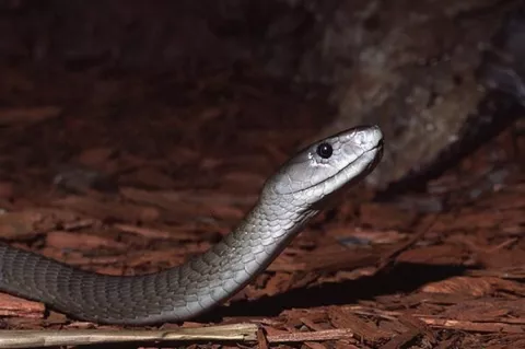 El veneno de la serpiente más letal podría desaparecer el dolor y salvar vidas