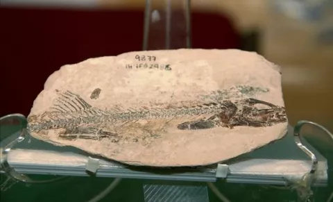 Hallan en México fósil de un pez que vivió hace 90 millones de años