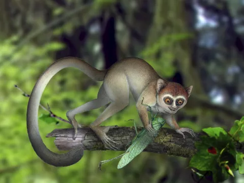 Hallan uno de los primeros primates