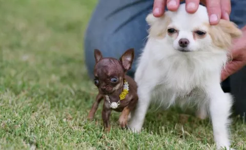 El perro más pequeño del mundo 