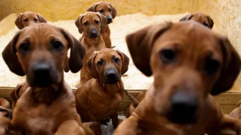 Argentina: mató a su vecina porque se quejaba de sus 17 perros