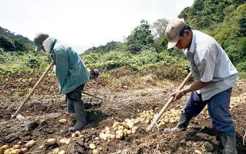 ¿Crisis en el sector agropecuario? 