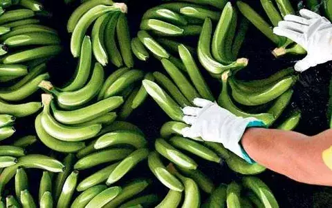 Suspenden la importación de banano  