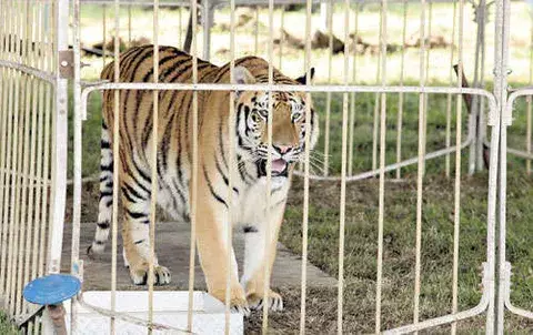 Piden mayores sanciones para los  que maltraten  o maten  animales 