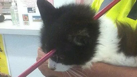 Gato sobrevive tras flecha que le atravesó la cabeza