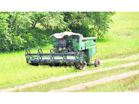 Importación de arroz preocupa a productores del grano 