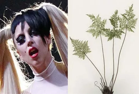 Científicos rinden honor a Lady Gaga nombrando a un helecho Gaga