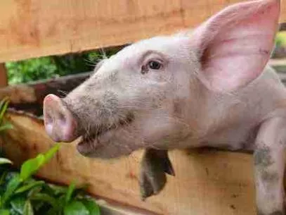 Pagará una condena de 50 años de cárcel por robar unas costillas de cerdo