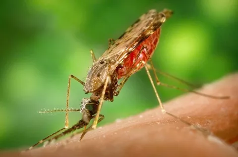 Interpretan el mecanismo anticoagulante del mosquito de la malaria