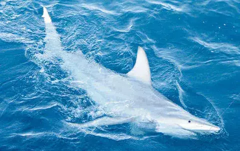 Descubren  tiburones híbridos con la capacidad para procrear  