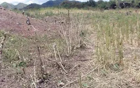 Denuncian acto de “mano criminal” en destrucción de sembradíos de arroz 