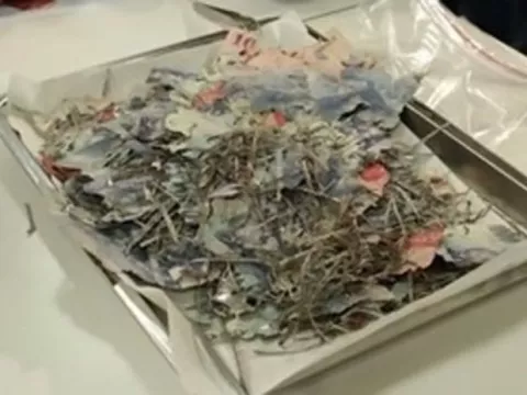 Las termitas se comen un millón de dólares taiwaneses de una caja metalica