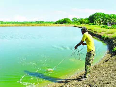 Ciclo para producir camarones se realiza en dos épocas al año 