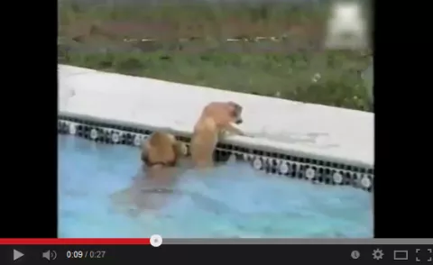 VIDEO: Instinto de madre, perro salva a su cachorro de ahogarse