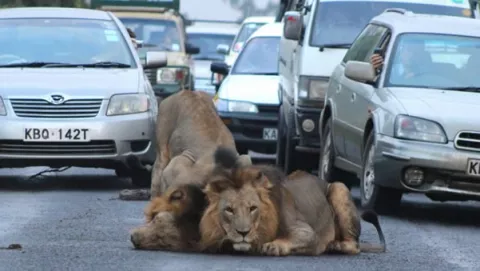 Leones africanos detienen el tráfico en Nairobi para juguetear