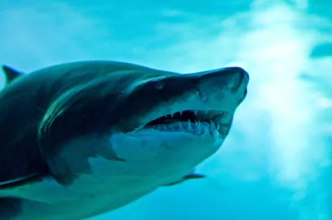 Los tiburones se orientan por el olfato