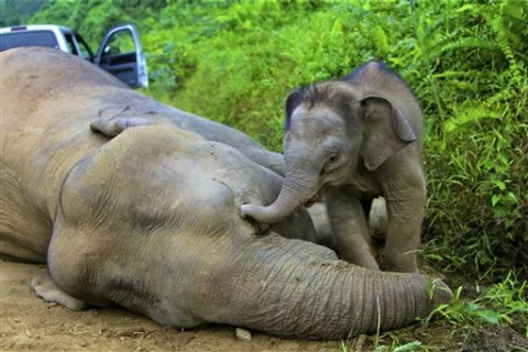 Hallaron a 10 elefantes muertos de subespecie en peligro