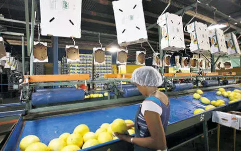 600 productores  abandonaron  la  agroexportación de cucurbitáceas 