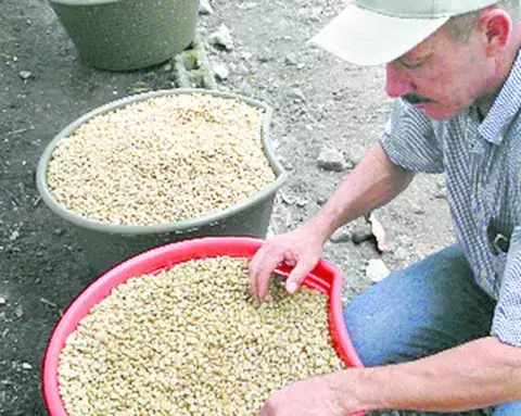  Hasta en 140.00 dólares es vendido el quintal de café por productores  