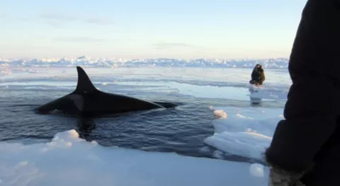 Orcas quedan libres tras pasar varios días atrapadas en el hielo