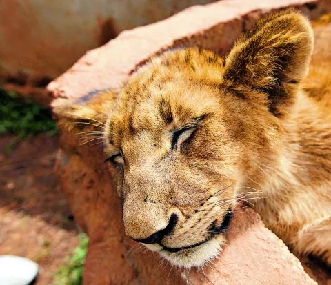 León mata en California a su cuidadora tras confuso incidente