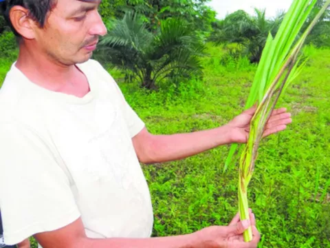 El cambio climático es uno de los factores que propicia la enfermedad en las plantaciones 