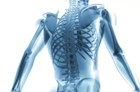 La ciencia de la anatomía y el arte se unen en un museo