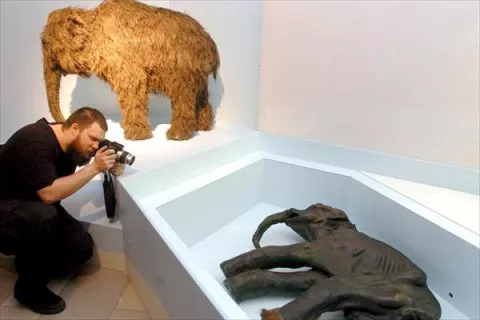 Hallan células de mamut para posible clonación