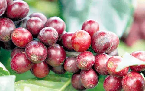 Sube la exportación de café de A. Latina  