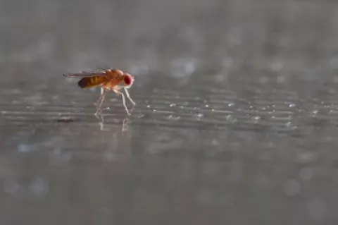 Mamíferos e insectos comparten vínculo evolucionario