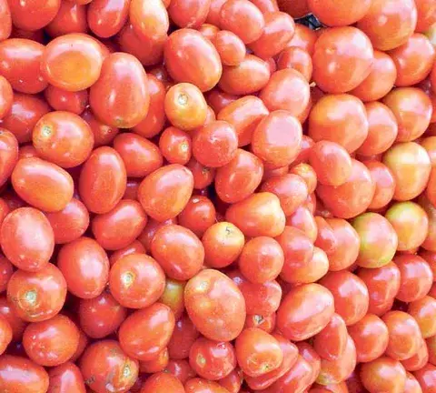 Productores exigen  mejor precio del tomate este año 