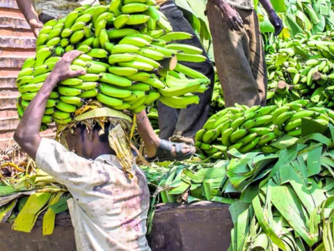 El banano es uno de los productos agrícolas que se verán beneficiados  