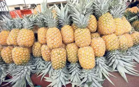 Auge en la exportación de piñas 