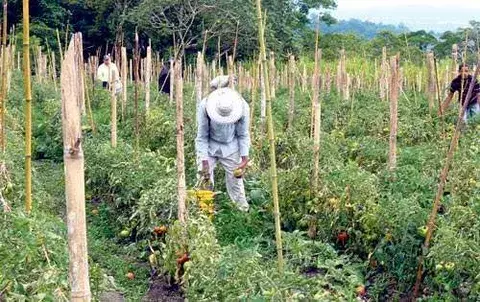 Productores insistirán en mejorar    el precio del tomate 