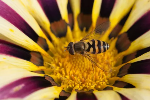  Hallan abejas que producen miel de color azul y verde