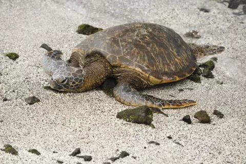 Encuentran tortuga gigante en playa francesa