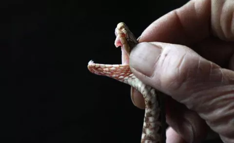 Hombre recibe la mordida de una serpiente en su miembro