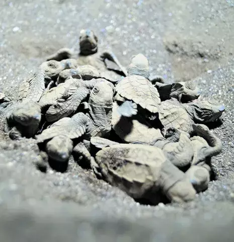 Extinción de tortugas rompe el equilibrio de vida en los mares 